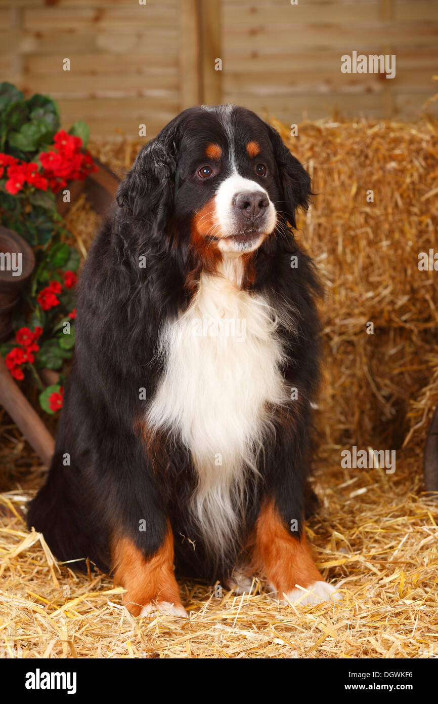 Berner Sennenhund, 7 Jahre | Berner Sennenhund, Ruede, 7 Jahre Stockfoto