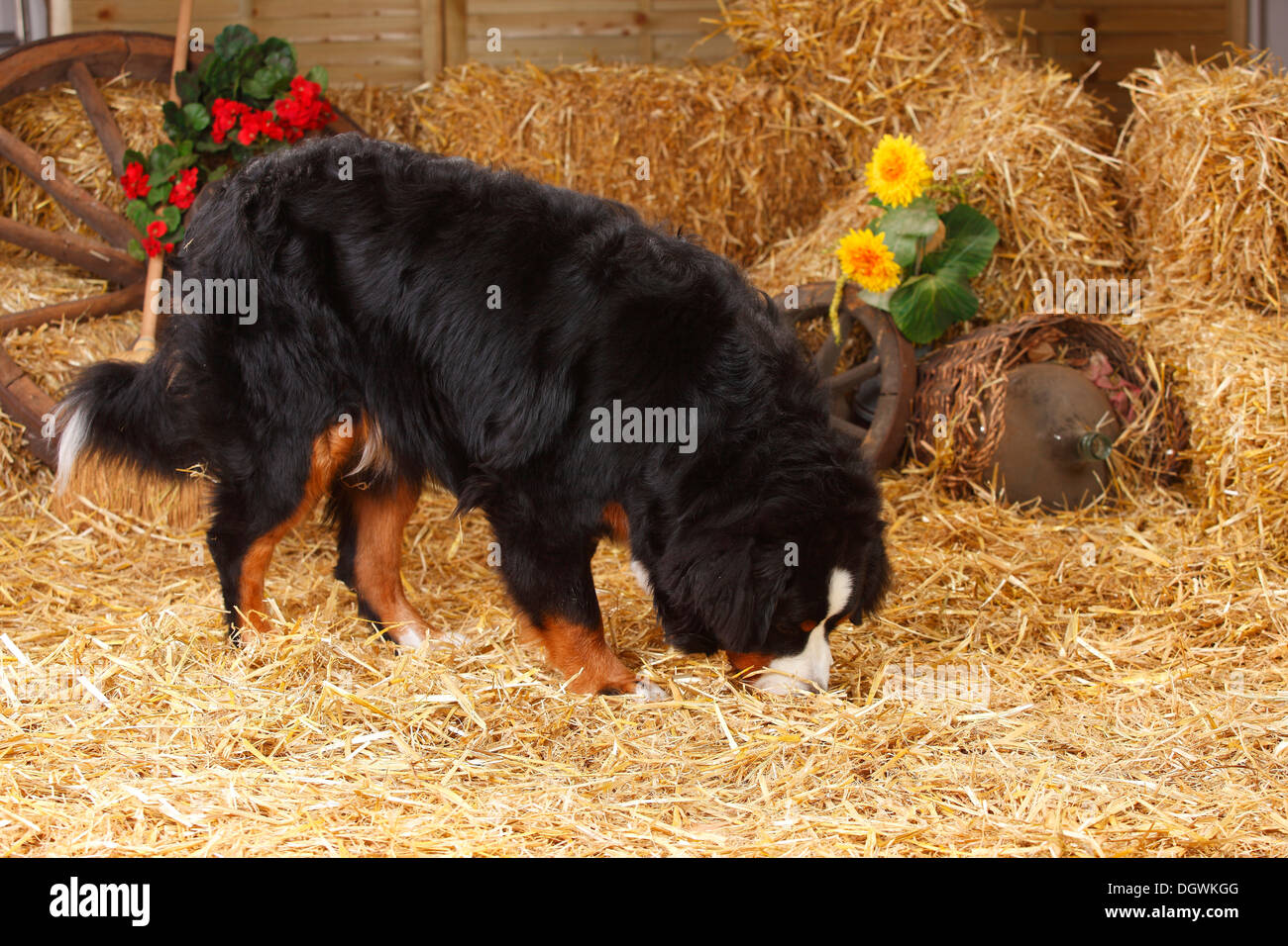 Berner Sennenhund, 9 Monate | Berner Sennenhund, 9 Monate / Junghund Stockfoto