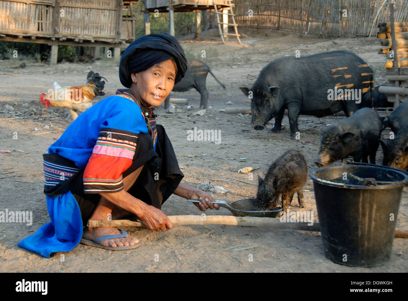 Frau von der Lolo ethnischer Herkunft, Fütterung, Schweine, Tracht, blau-bunten Stoff, Turban, Dorf Ban Savang Stockfoto