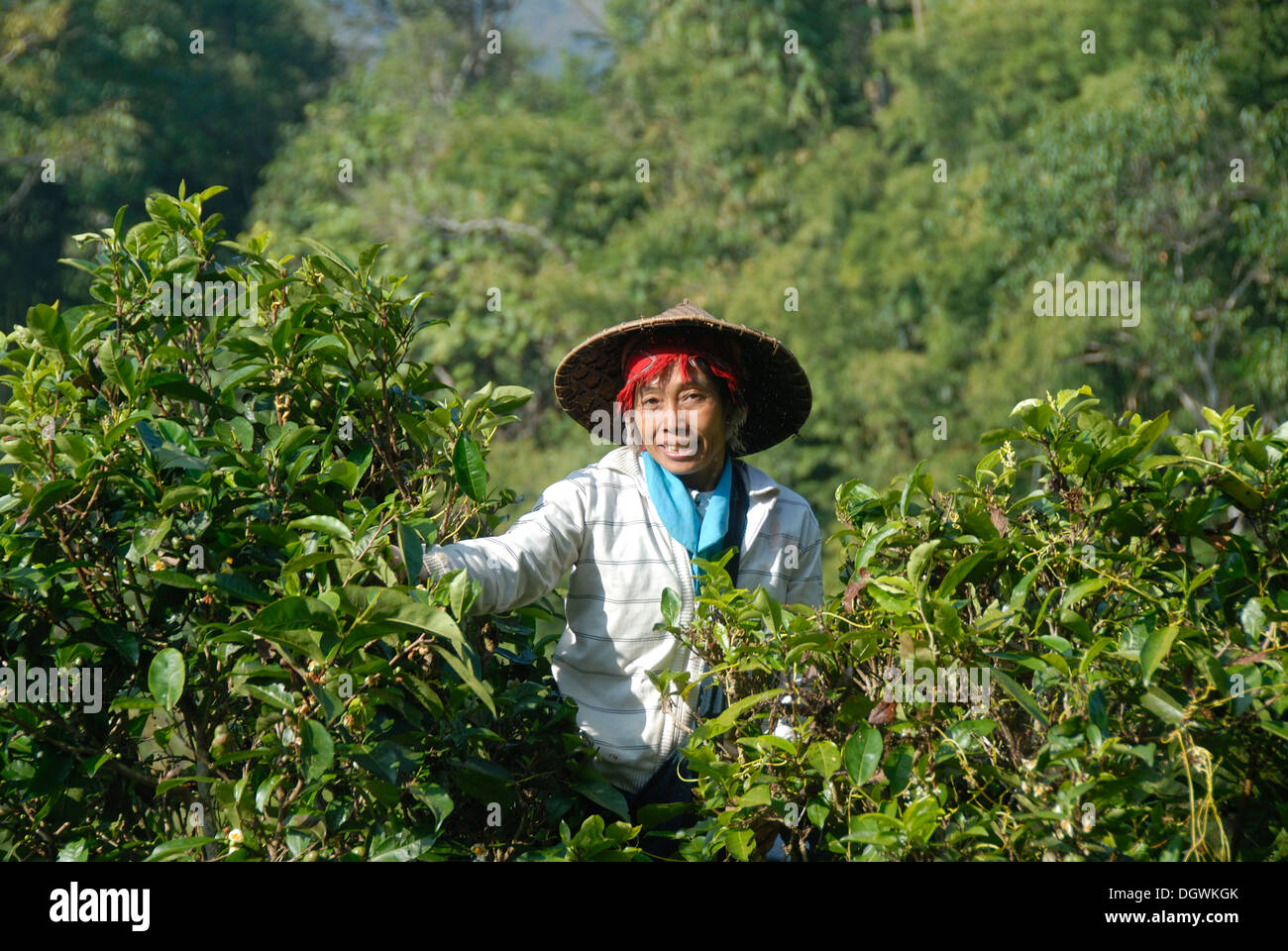 Tee-Picker, fährt junge Frau der Volksgruppe der Phounoy mit Reis-Hut in einer Baumkrone Klettern und Rupfen Tee vom Tee Stockfoto
