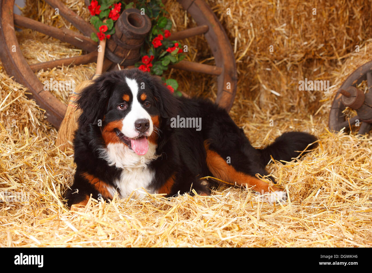 Berner Sennenhund, 9 Monate | Berner Sennenhund, 9 Monate / Junghund Stockfoto