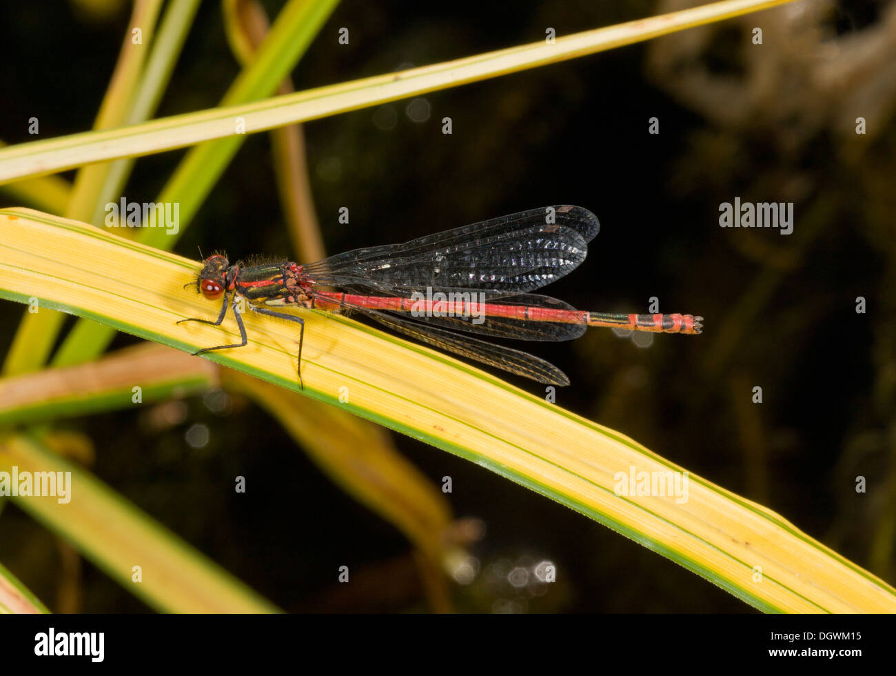 Männliche große Red Damselfly, Pyrrhosoma Nymphula von Gartenteich; Dorset. Stockfoto