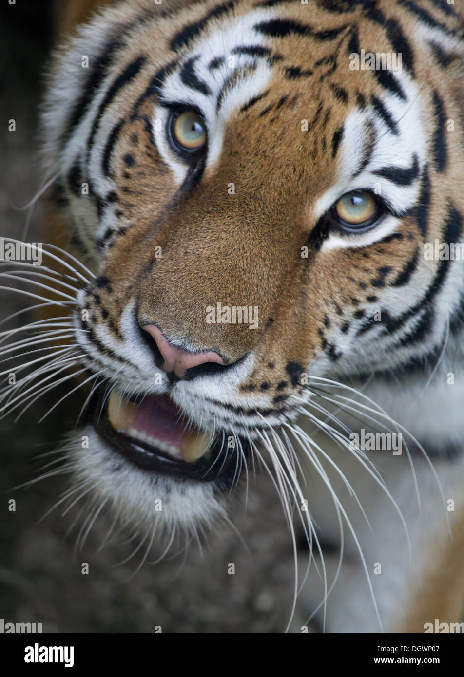 Tiger-Porträt Stockfoto