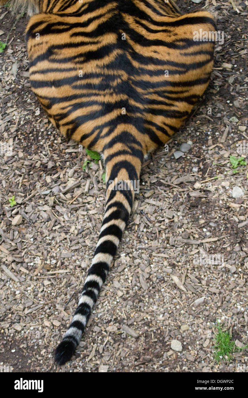 Tiger Tail Stockfotos Und Bilder Kaufen Alamy