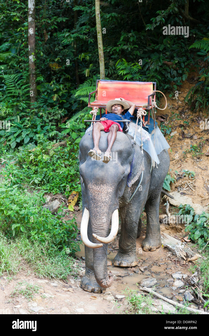 Elefantsafari, Thai Mann eingeschlafen, Mahout, schlafen auf dem Kopf eines Elefanten, gewinnen Sie Elefanten reiten, Beim Kao Sok Nationalpark Stockfoto