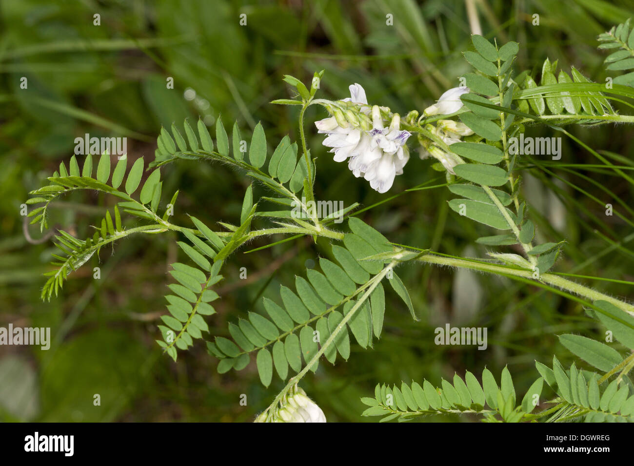 Holz Bitter-Wicke, Vicia Orobus - seltene Pflanze der westlichen Britannien. Stockfoto