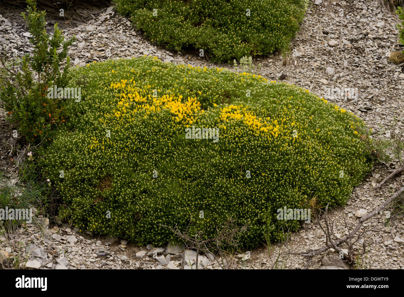 Stachelige Besen Echinospartium Horridum in Blüte; "Igel Besen". Spanische Pyrenäen. Stockfoto