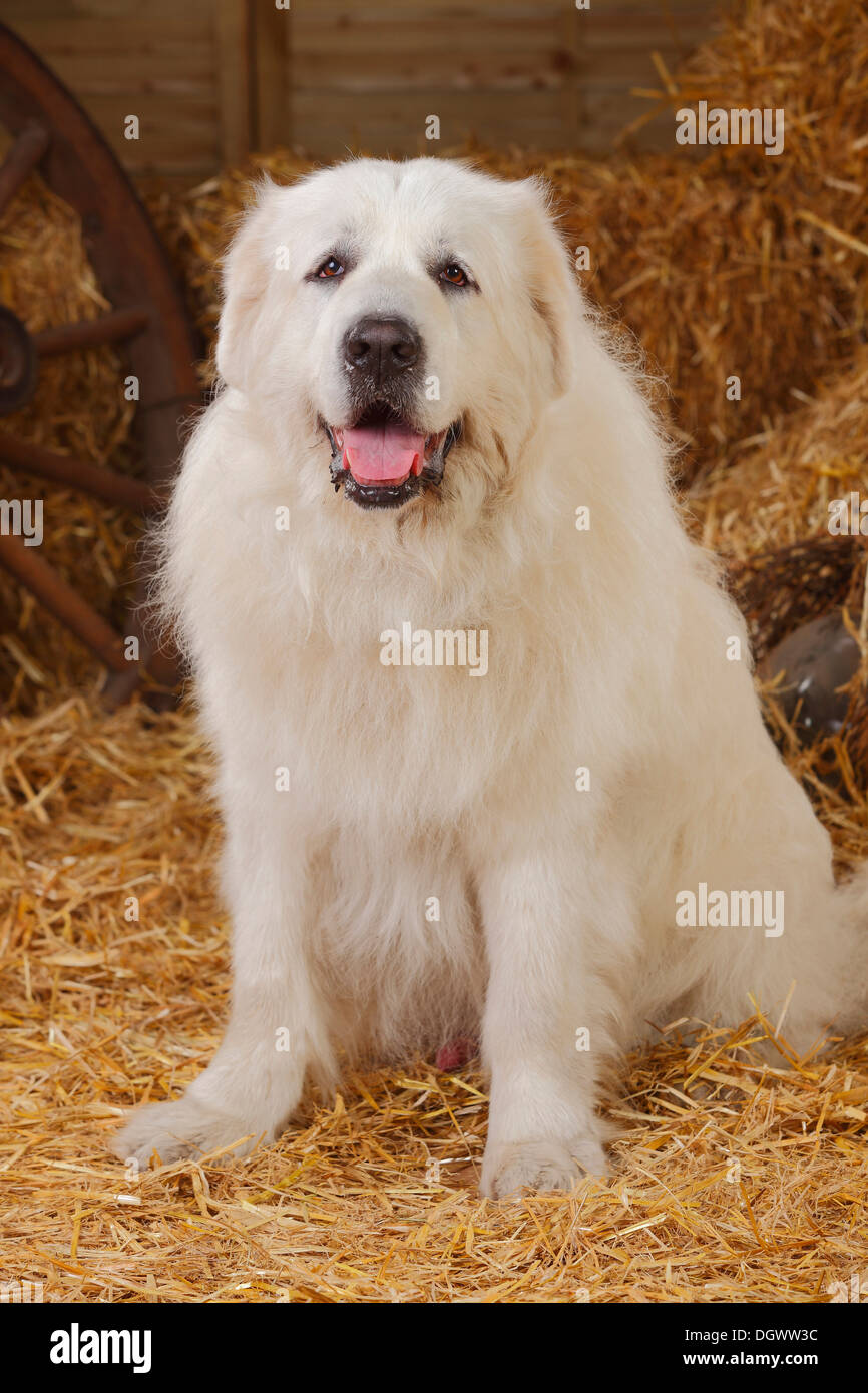 Pyrenäen-Berg-Hund, Rüde, 9 Jahre | Pyrenaeen Berghund, Ruede, 9 Jahre /  Hund zu ändern Stockfotografie - Alamy