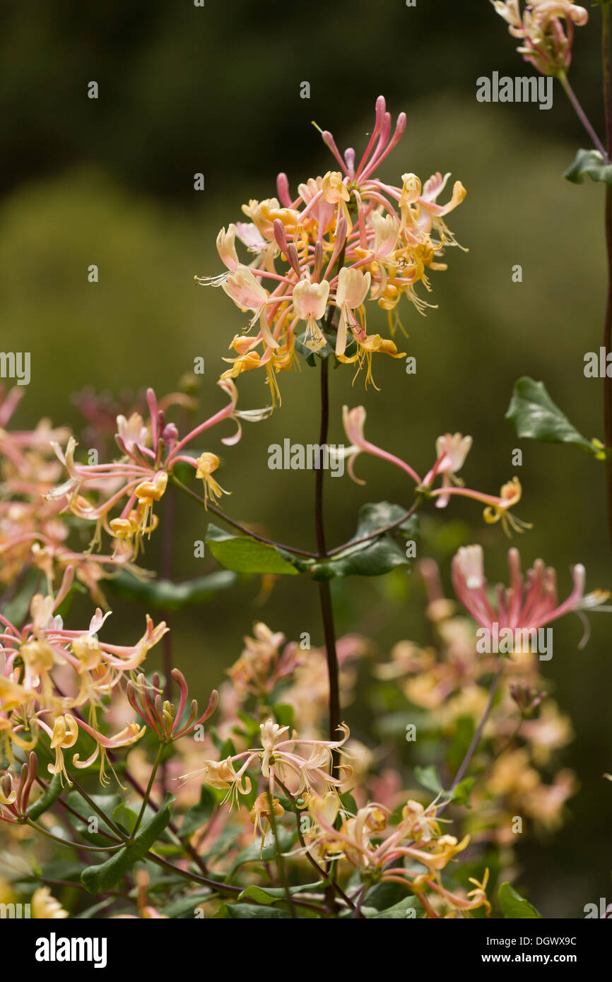 Etruskische Geißblatt, Lonicera Etrusca in Blüte, Spanien. Stark duftend. Stockfoto