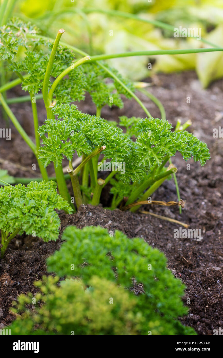 Nahaufnahme von Garten Petersilie wächst im freien Stockfoto