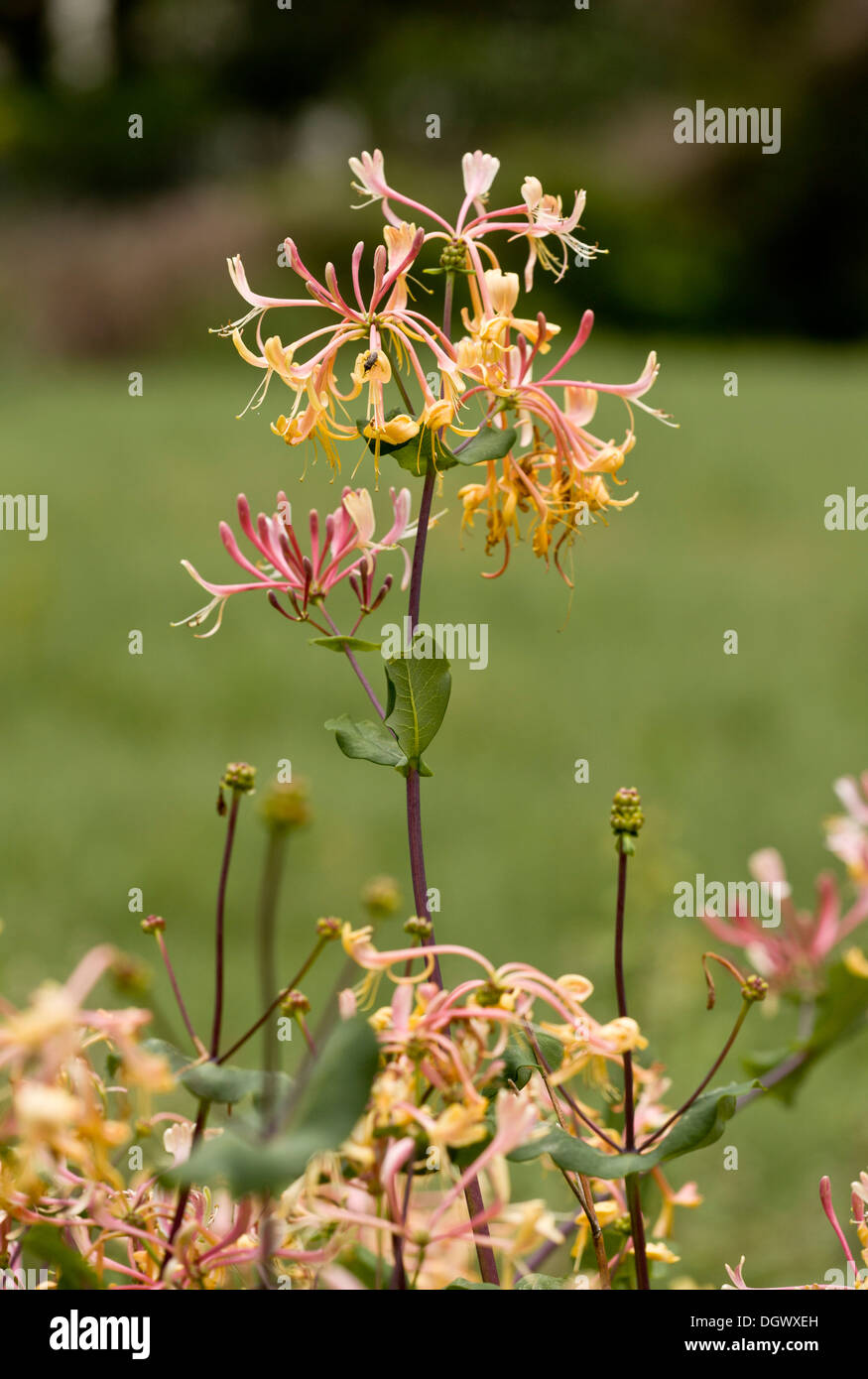 Etruskische Geißblatt, Lonicera Etrusca in Blüte, Spanien. Stark duftend. Stockfoto
