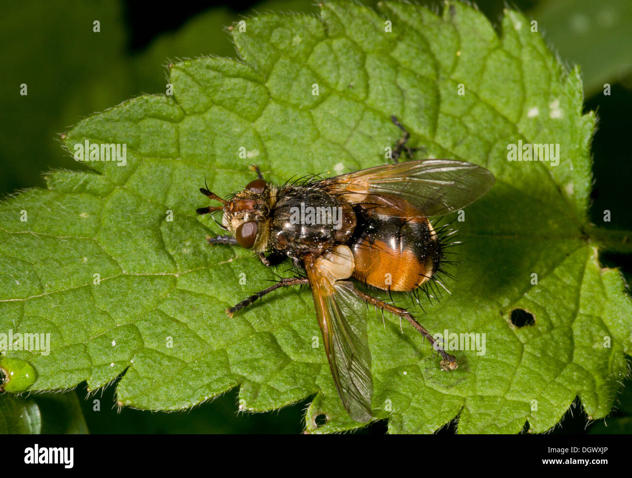 Eine parasitäre tachinid Fliege, Tachina Fera; die Larven sind innere Parasiten von Raupen. Stockfoto