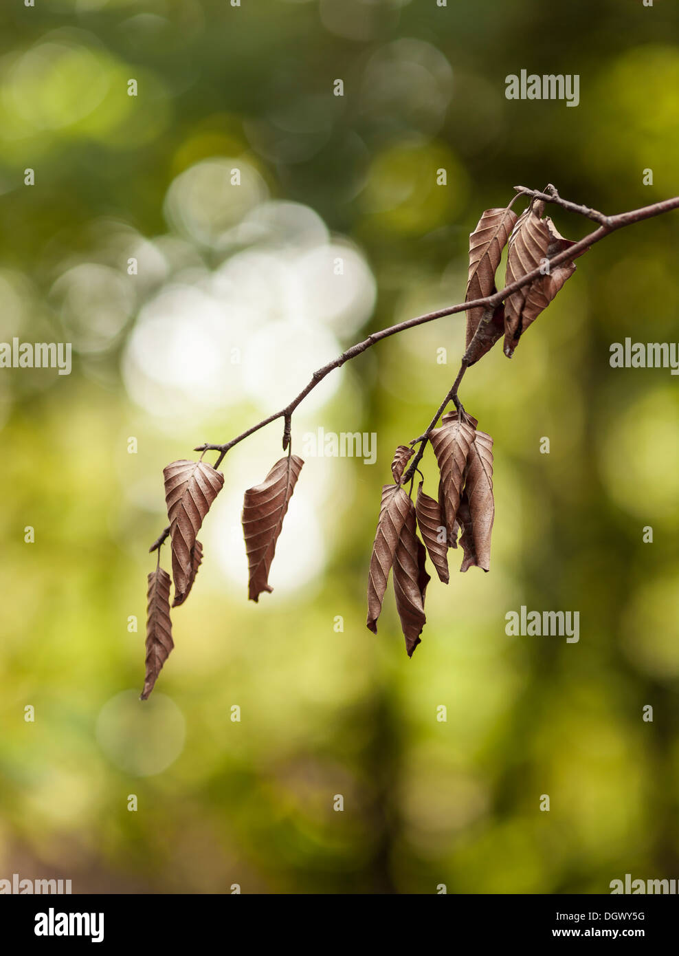 Die Spitze des sterbenden Baum im Wald Stockfoto