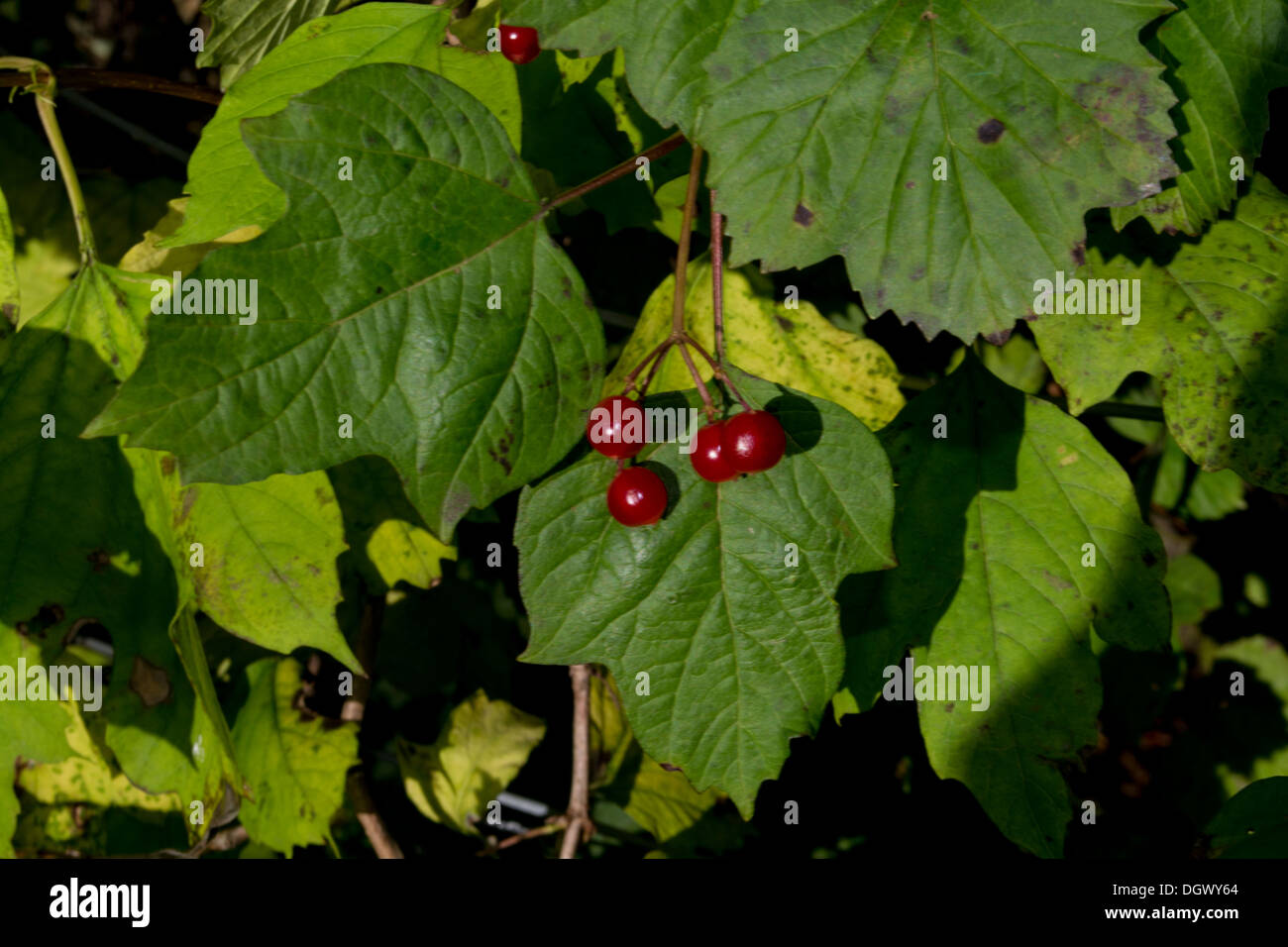 rote Beeren Stockfoto