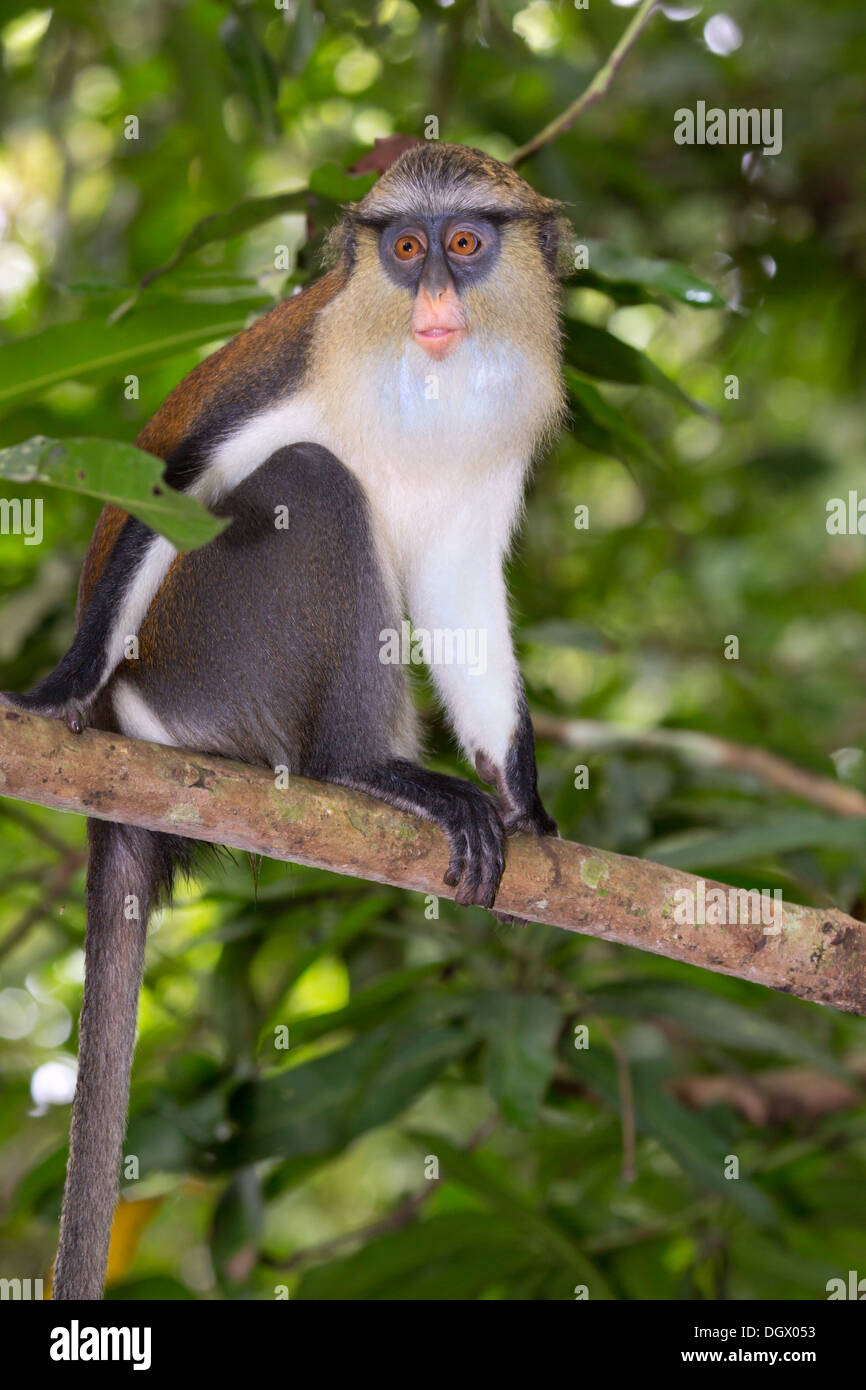 Mona-Affe (Cercopithecus mona) in einem Baum, Ghana. Stockfoto