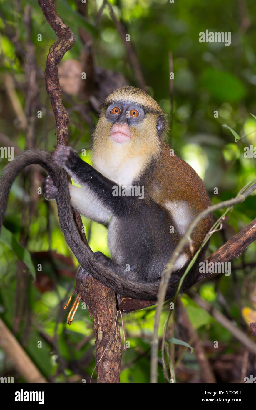 Mona Affe (Cercopithecus Mona) in einem Baum. Stockfoto
