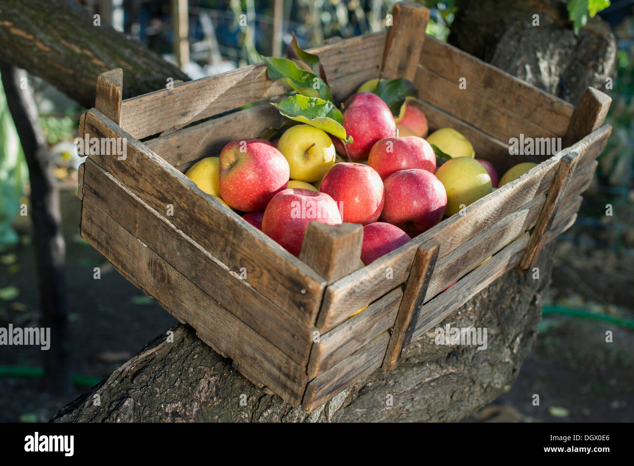 Äpfel in eine alte Holzkiste auf Baum. Authentisches Bild Stockfoto