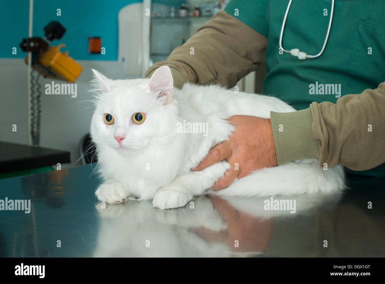 White Cat in ein Tierarzt Stockfoto