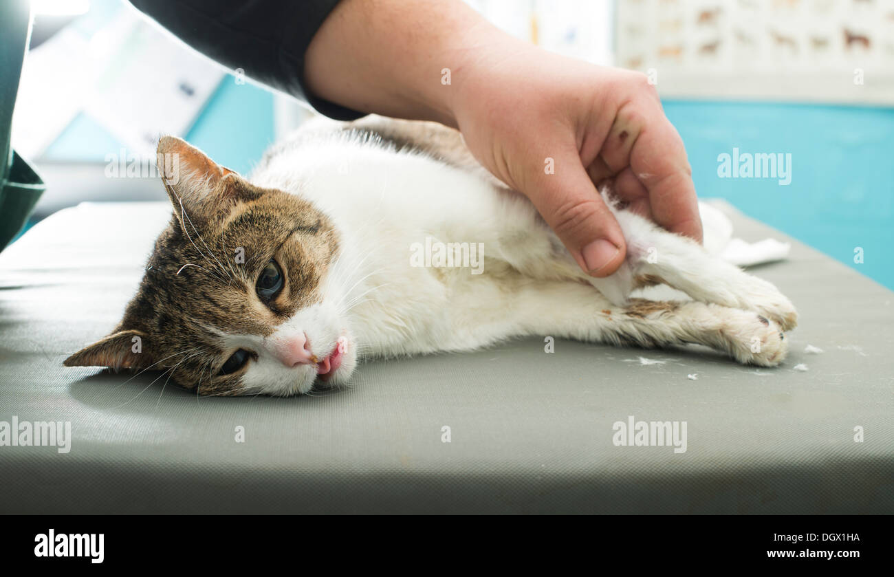 Katze-Anästhesie in der Veterinärmedizin. Stockfoto