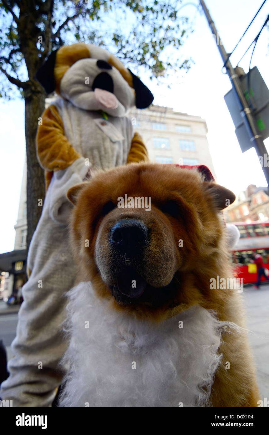 Raiser trägt Hund Kostüm und ein Hund mit einem Santa Bart zu finanzieren Stockfoto