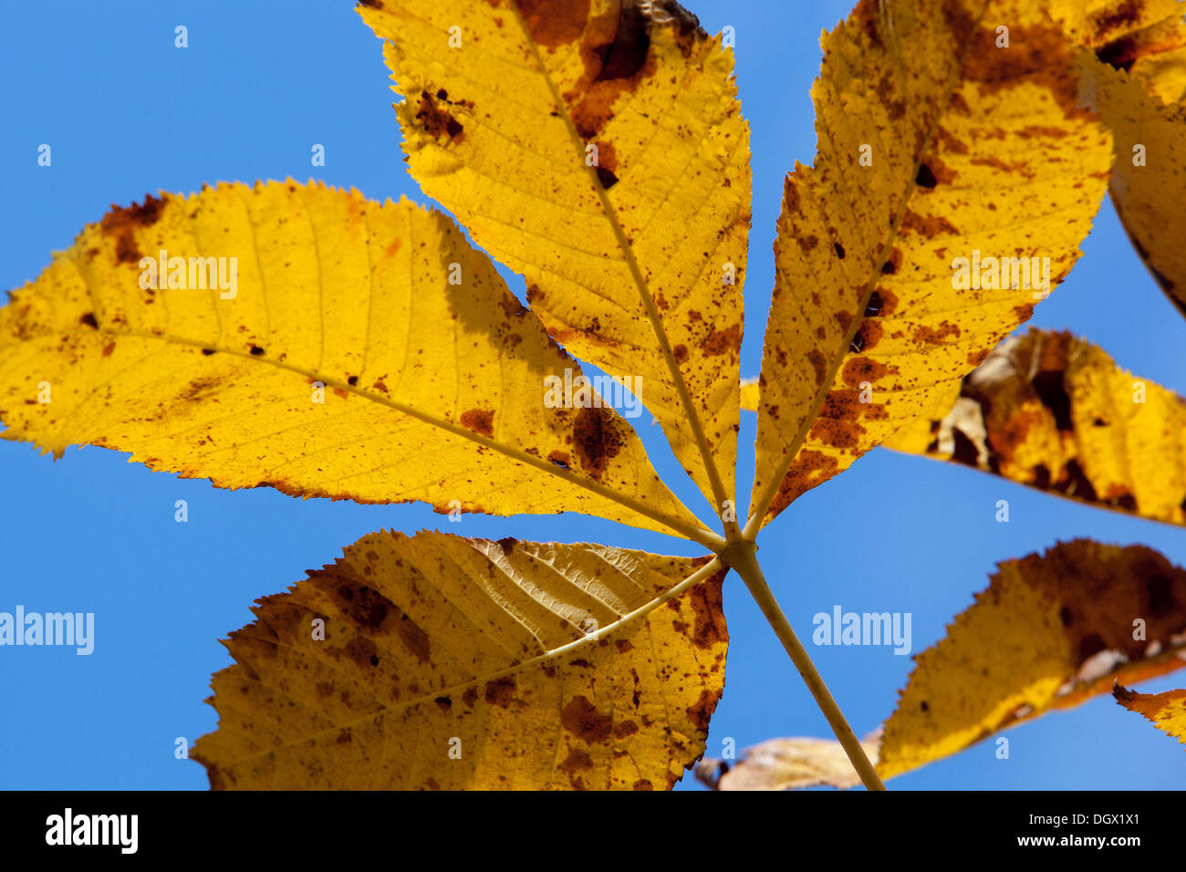 Rosskastanie Baum, Aesculus hippocastanum Blatt. Farbige Blätter im Herbst, Stockfoto