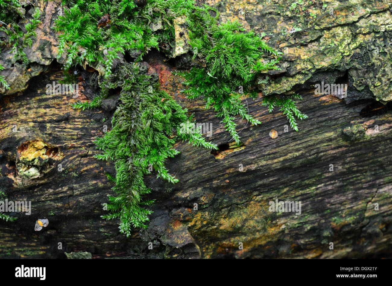 Moos wächst auf umgestürzten Baum Stockfoto