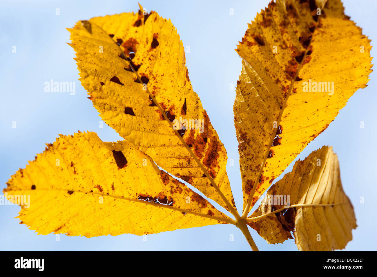 Aesculus hippocastanum Rosskastanie Blatt. Farbige Blätter im Herbst Stockfoto