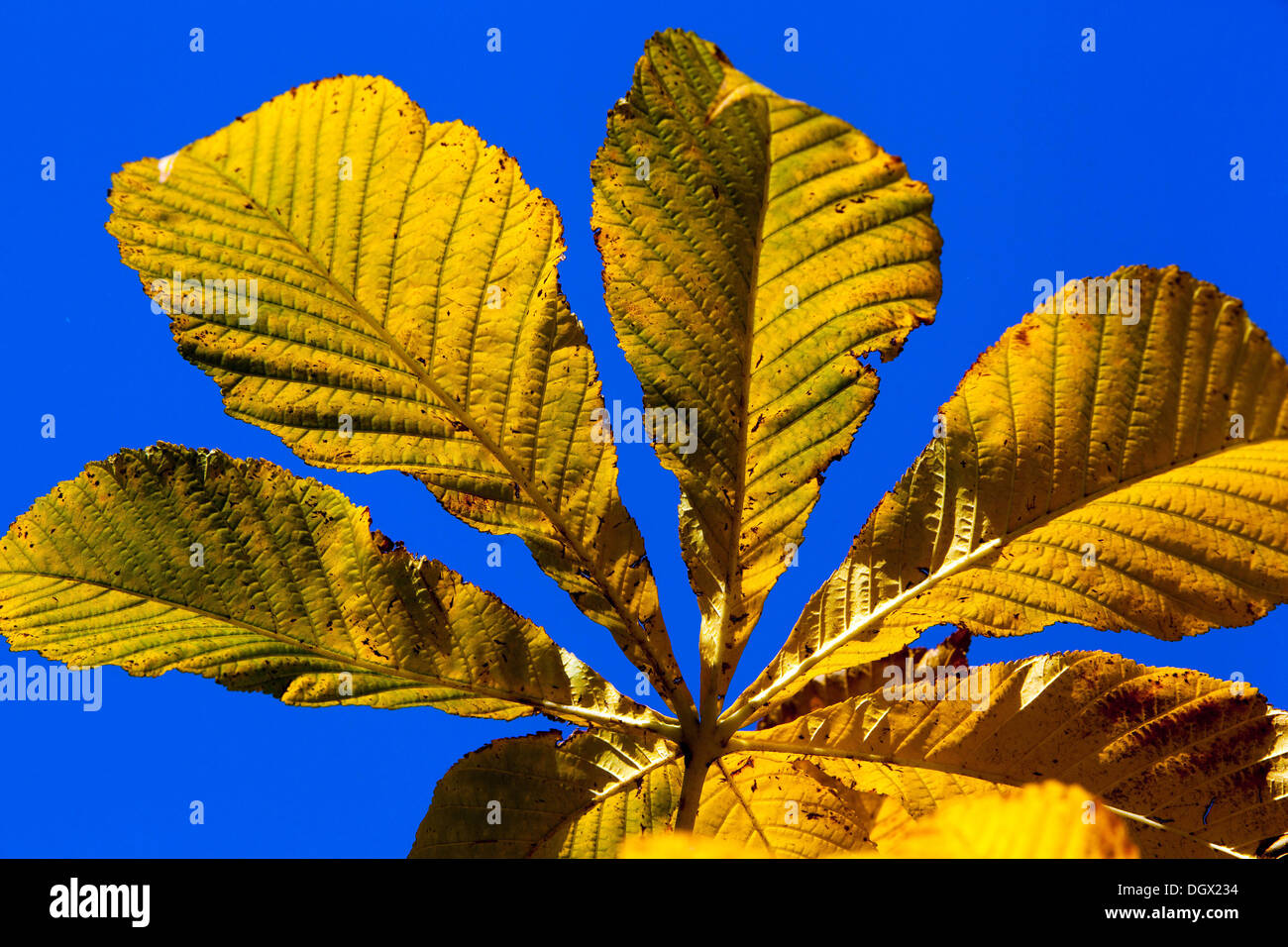Rosskastanie (Aesculus hippocastanum) Blatt. Gelben Blätter im Herbst, Stockfoto