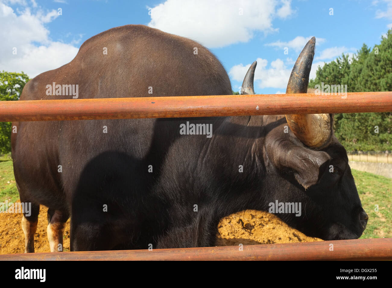 Indische Bison steht hinter Metallschienen (nur zur redaktionellen Nutzung) Stockfoto