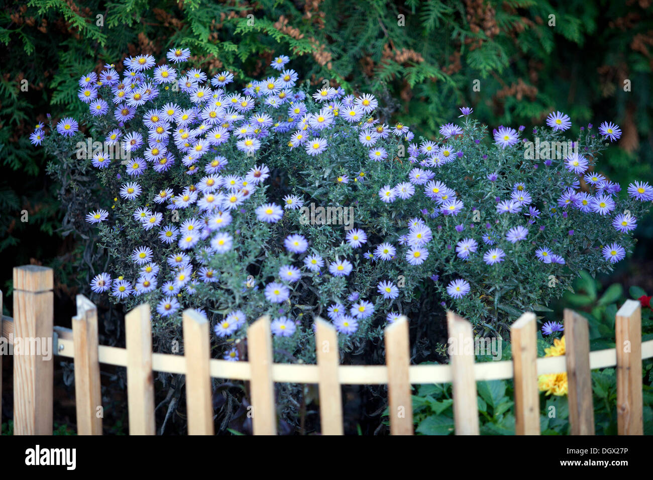 Aster Blumen im Herbst, Garten Zaun Michaelmas Gänseblümchen Stockfoto