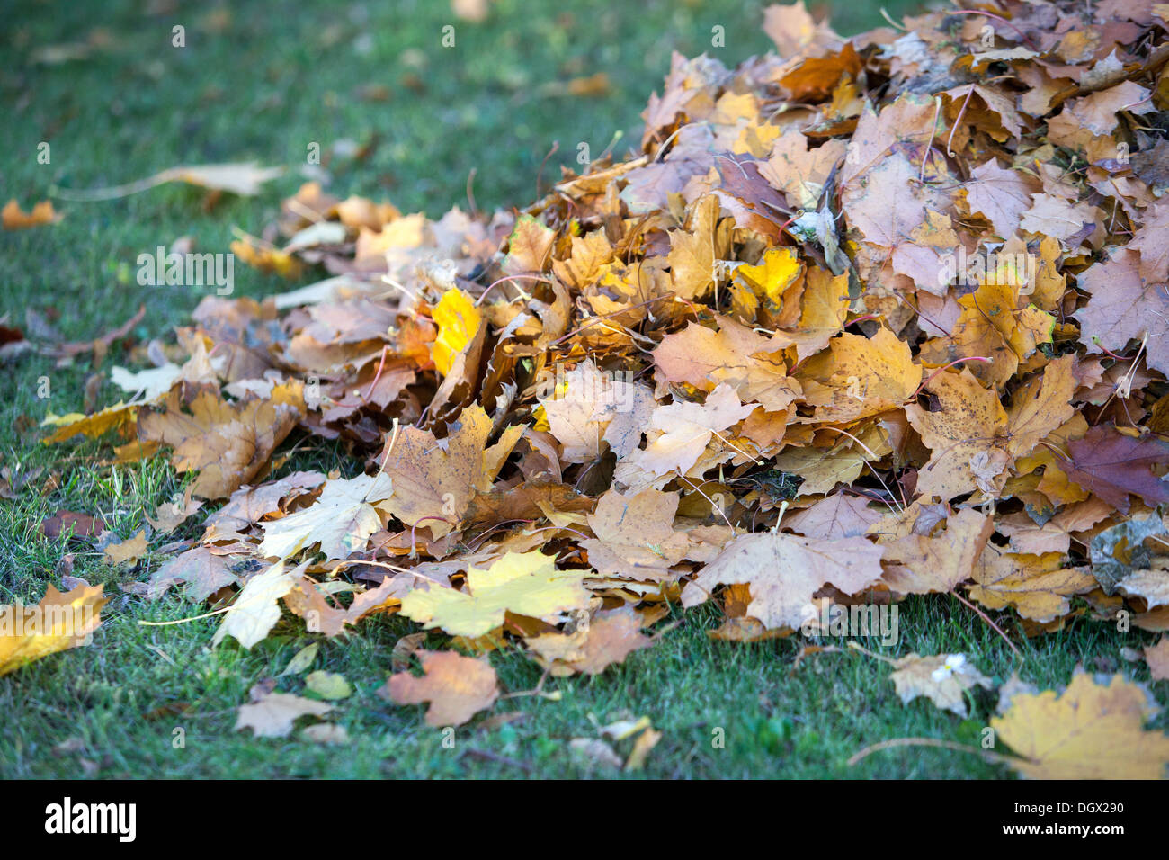 Laubhaufen im Garten, Haufen Herbstblätter Stockfoto