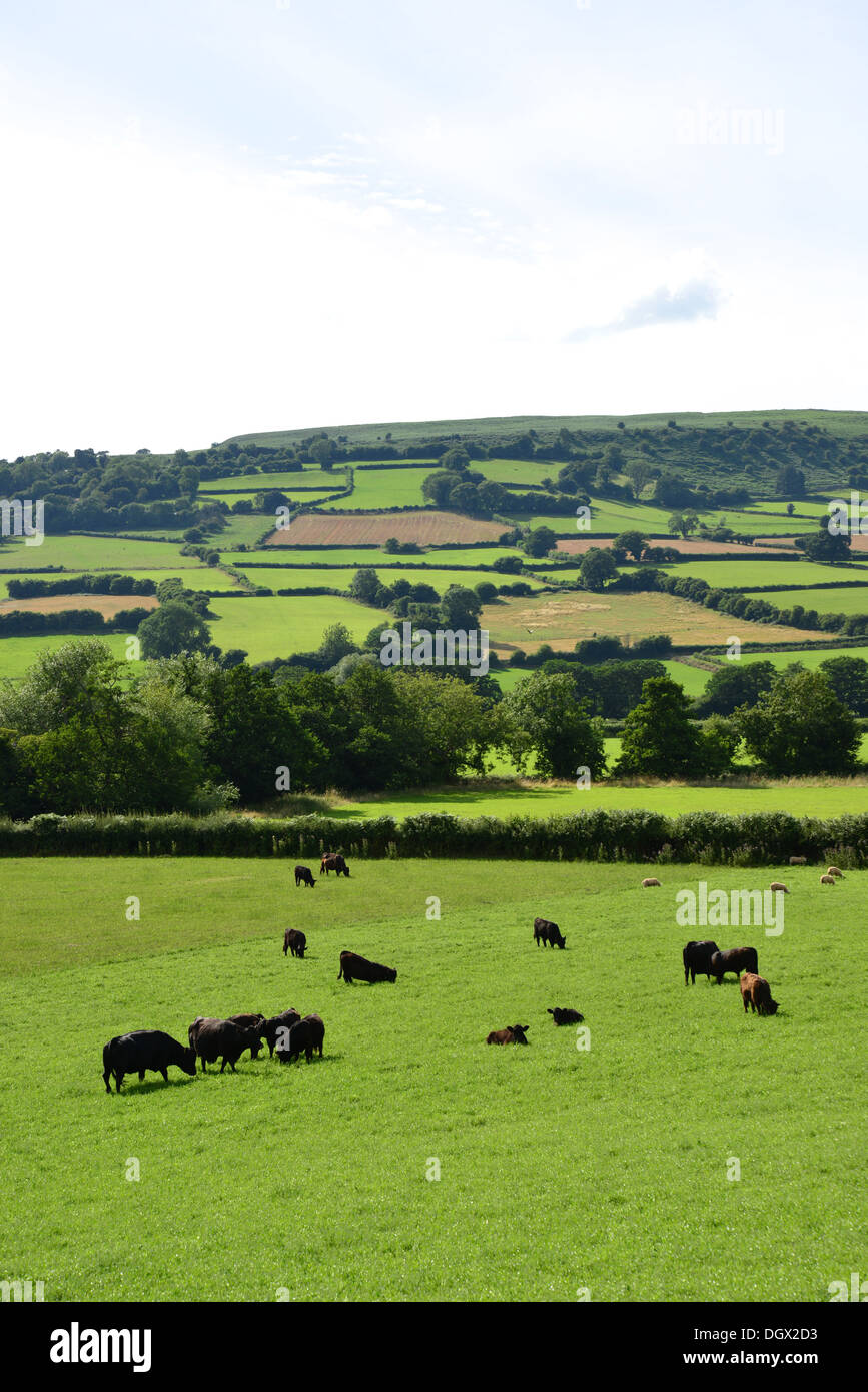 Rindern auf Weide und Cefn Moel Hügel, Brecon Beacons National Park, Powys, Wales, Vereinigtes Königreich Stockfoto