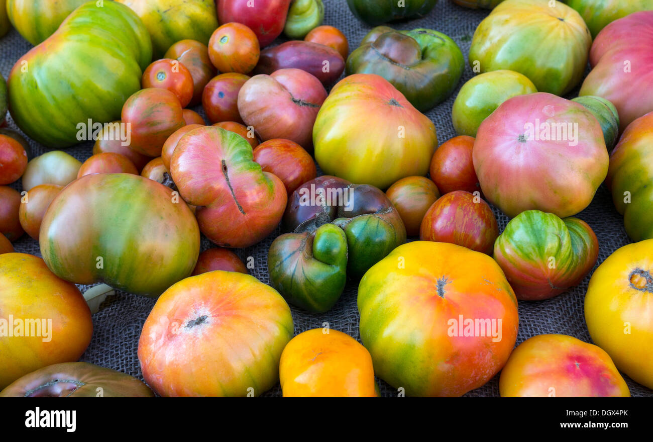 Erbstück-Tomaten in vielen Farben Stockfoto