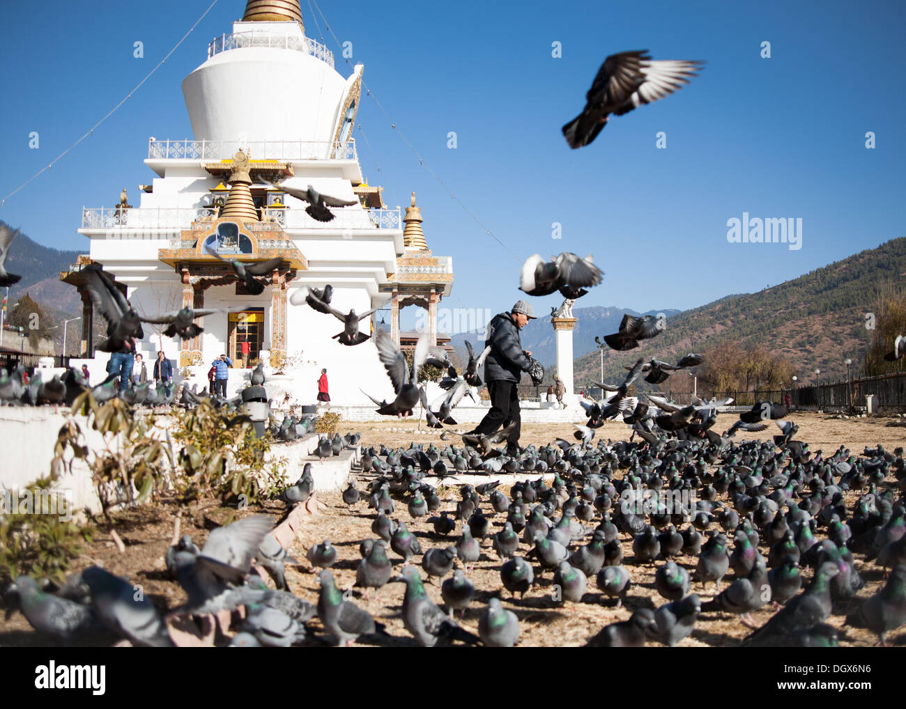 Eine Mann füttert Tauben außerhalb eines innerstädtischen Tempels, Thimphu, Bhutan Stockfoto