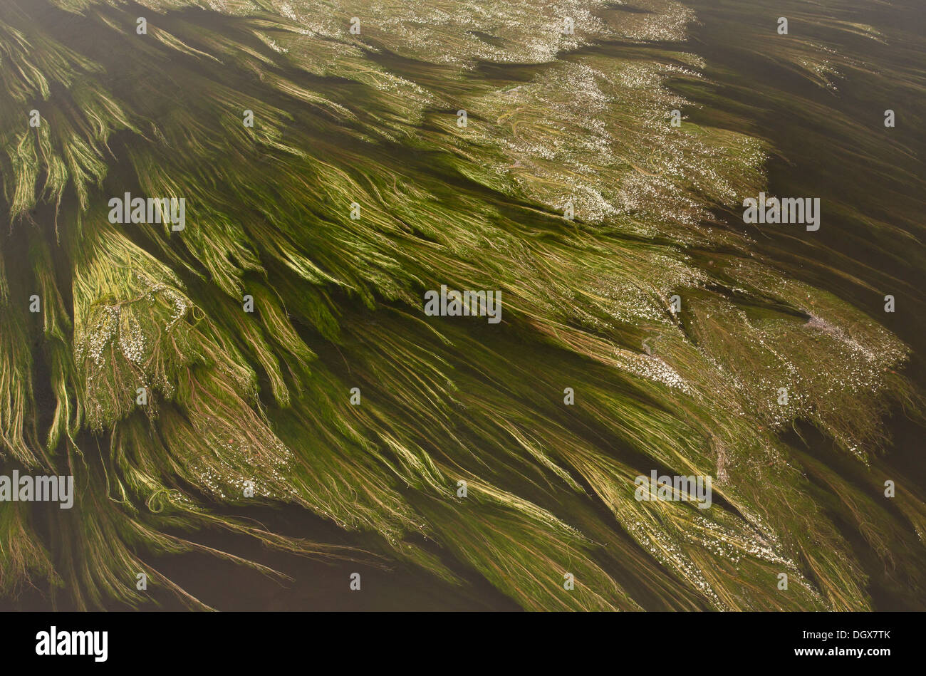 Fluss Wasser Crowfoot Ranunculus Fluitans wirbeln in der Fluss Dordogne, in der Nähe von Belvès, Frankreich. Stockfoto