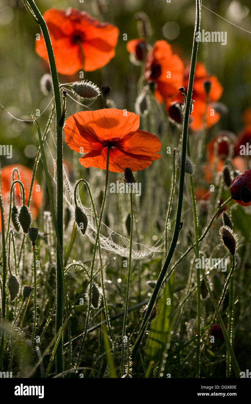 Gemeinsamen Mohn, Papaver Rhoeas an einem nebligen taufrischen frühe Morgen. Stockfoto