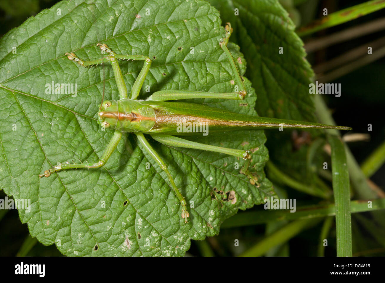 Weiblichen großen grünen Bush-Cricket, Tettigonia viridissima Stockfoto