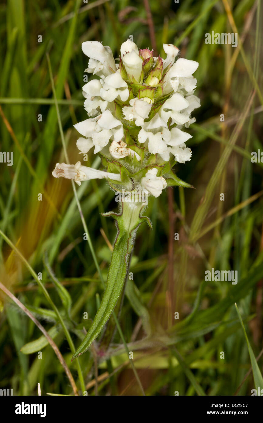 Schnitt-leaved Self-heal, Prunella Laciniata - selten in UK. Stockfoto