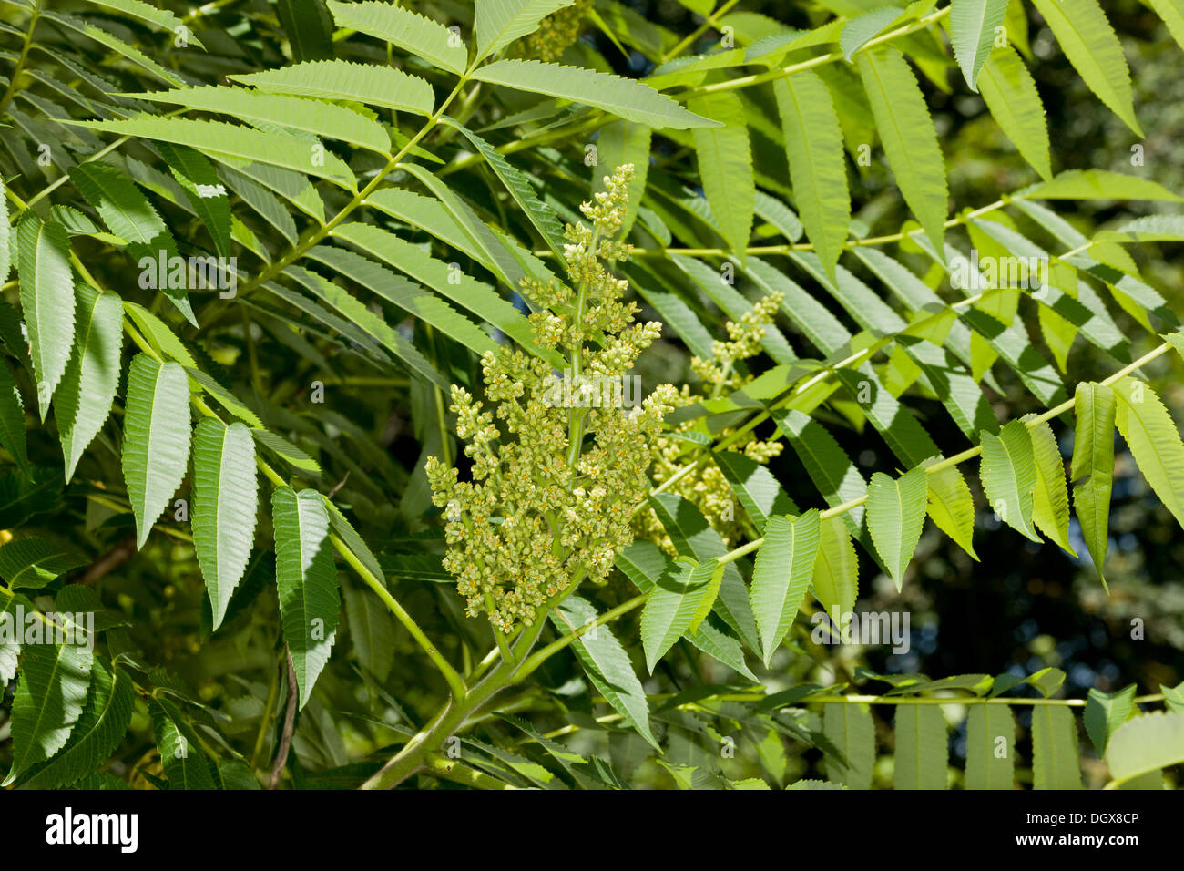 Sumach, Rhus Typhina in Blüte. Gemeinsamer Garten Strauch, aus Nordamerika. Stockfoto Sumach, Rhus Typhina in Blüte. Gemeinsamer Garten Strauch, aus Nordamerika. Stockfoto