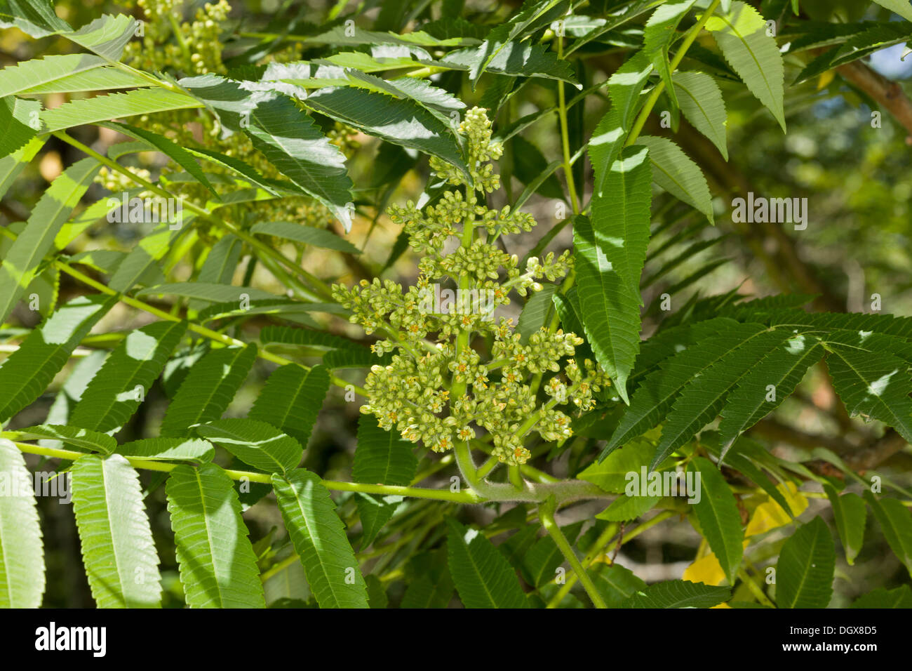 Sumach, Rhus Typhina in Blüte. Gemeinsamer Garten Strauch, aus Nordamerika. Stockfoto Sumach, Rhus Typhina in Blüte. Gemeinsamer Garten Strauch, aus Nordamerika. Stockfoto