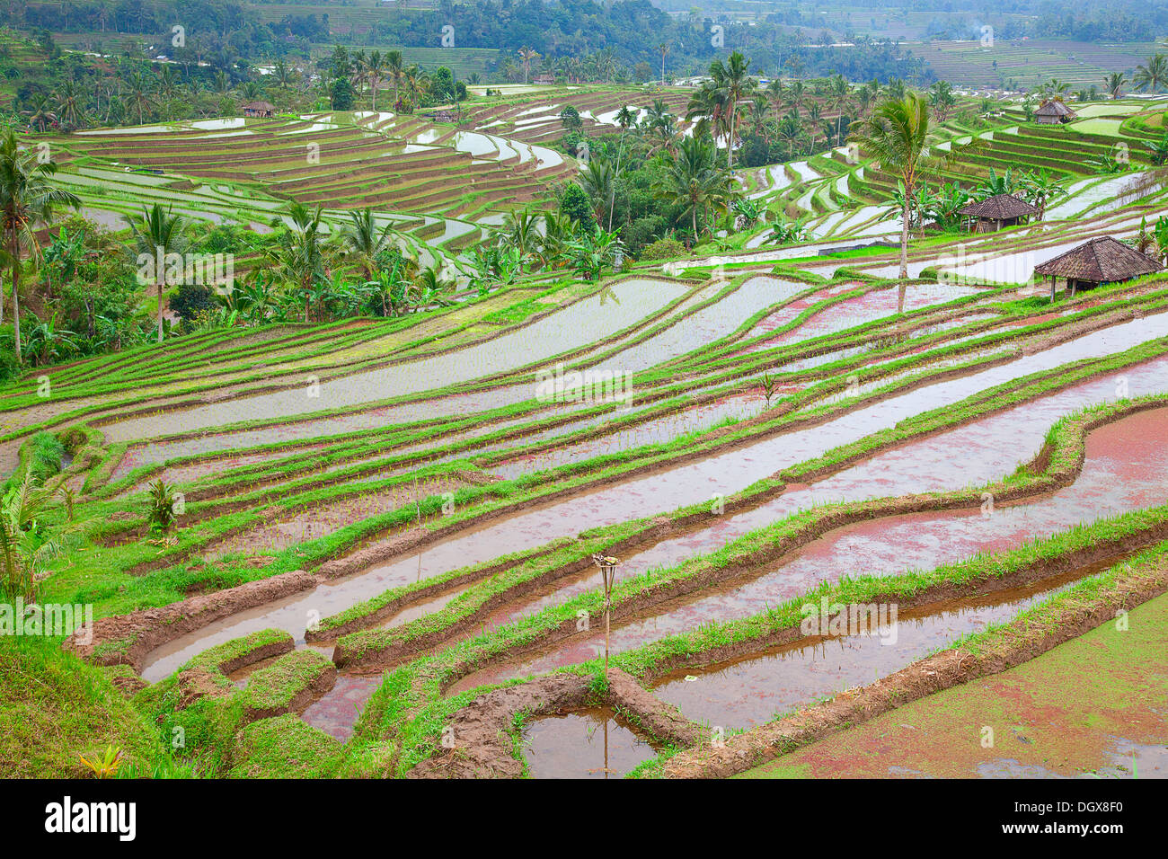 Reisfelder, vorbereitet für Reis. Bali, Indonesien Stockfoto