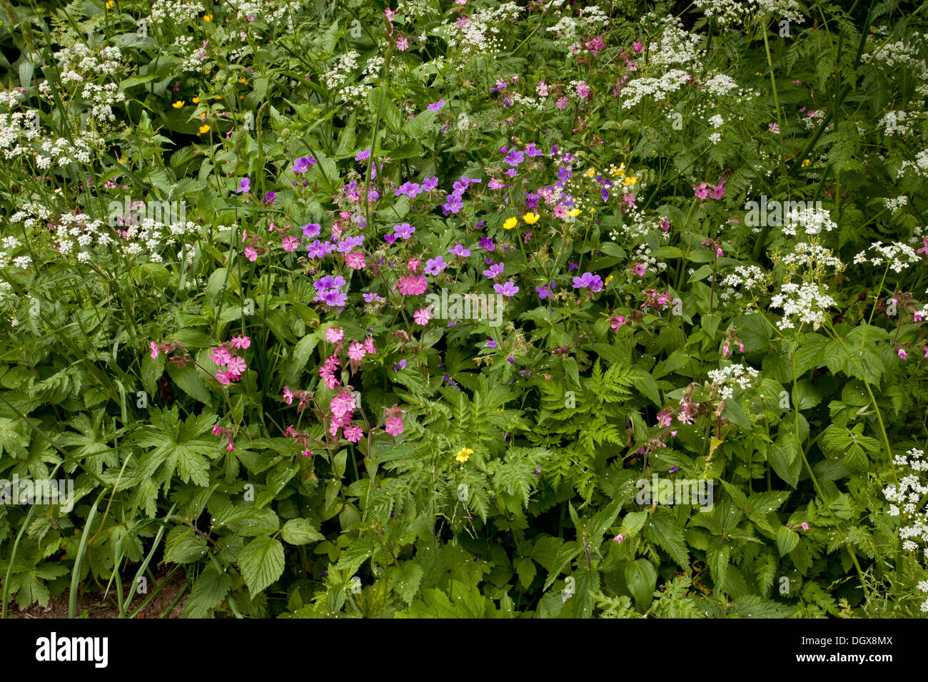 Hecke Blumen, einschließlich Holz Storchschnabel, rote Campion und Doldenblütler. Chaudefour, Auvergne. Stockfoto