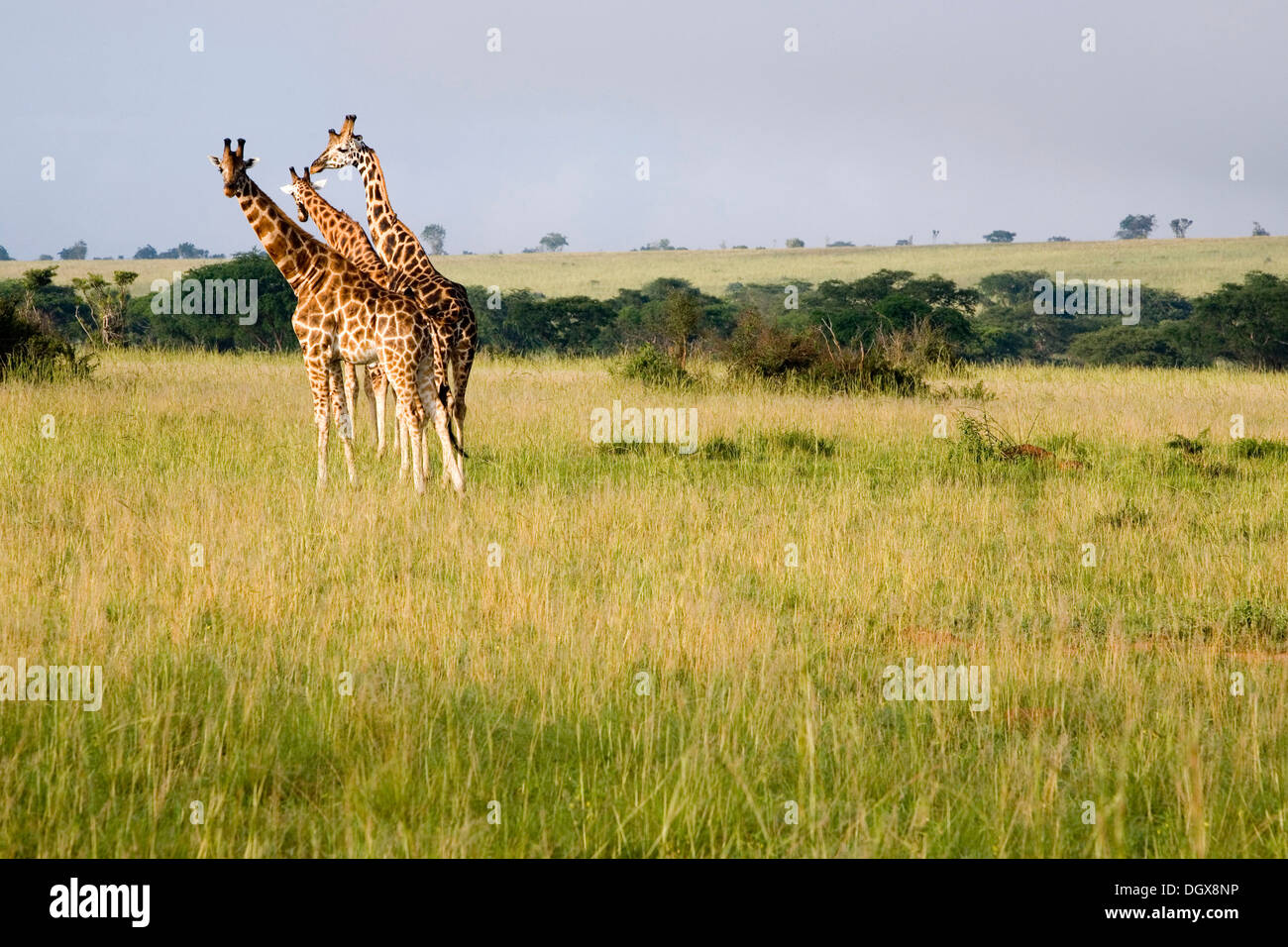 Rothschild Giraffen (Giraffa Plancius), eine sehr bedrohte Unterart, Savannah im Murchison Falls National Park Stockfoto