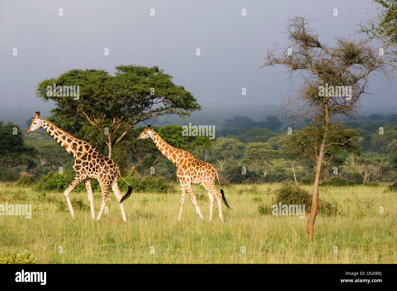 Rothschild Giraffen (Giraffa Plancius), eine sehr bedrohte Unterart, Savannah im Murchison Falls National Park Stockfoto