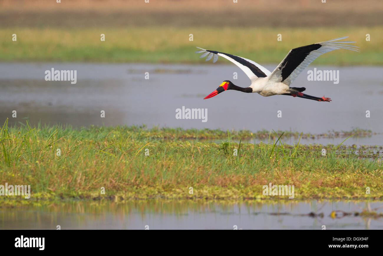 Sattel – abgerechnet Stork (Nahrung Senegalensis) im Flug über Wasserwanne Stockfoto