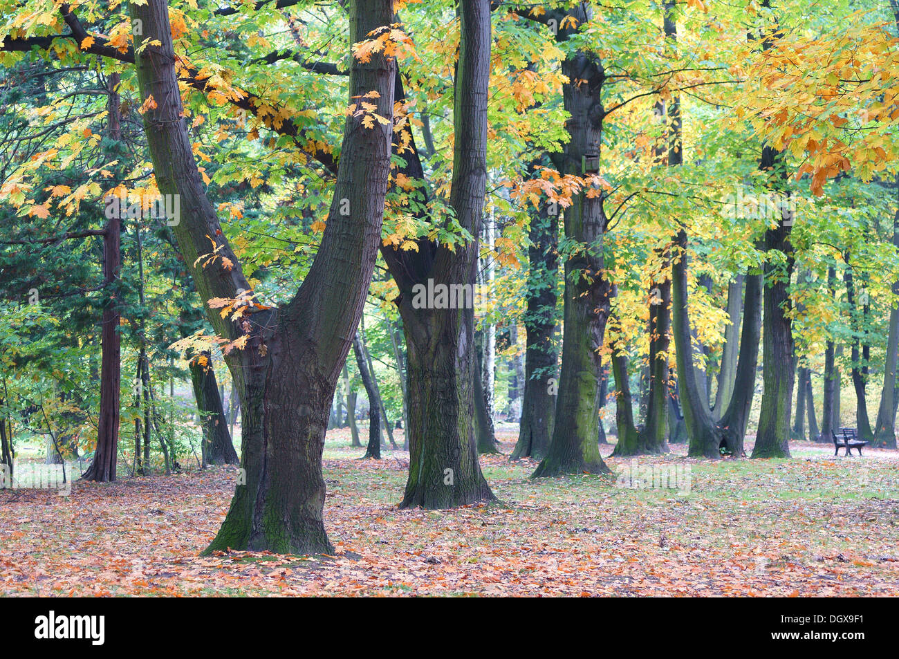 Reihe von alten Roteiche Bäumen im Herbst Farben Quercus rubra Stockfoto
