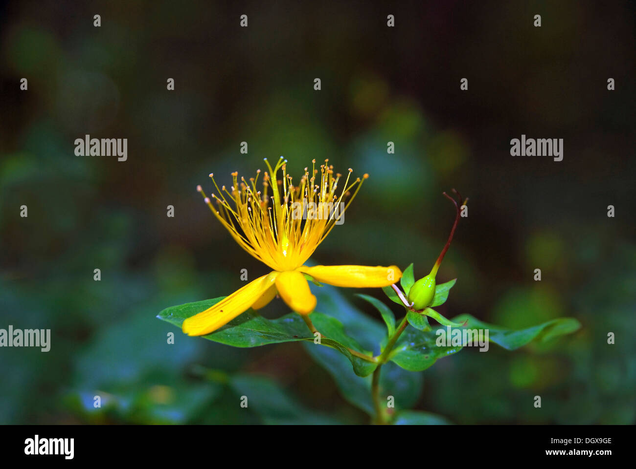 Large-Leaved St. Johanniskraut (Hypericum Grandifolium), wächst im Regenwald, Anaga Gebirge, Teneriffa, Kanarische Inseln Stockfoto