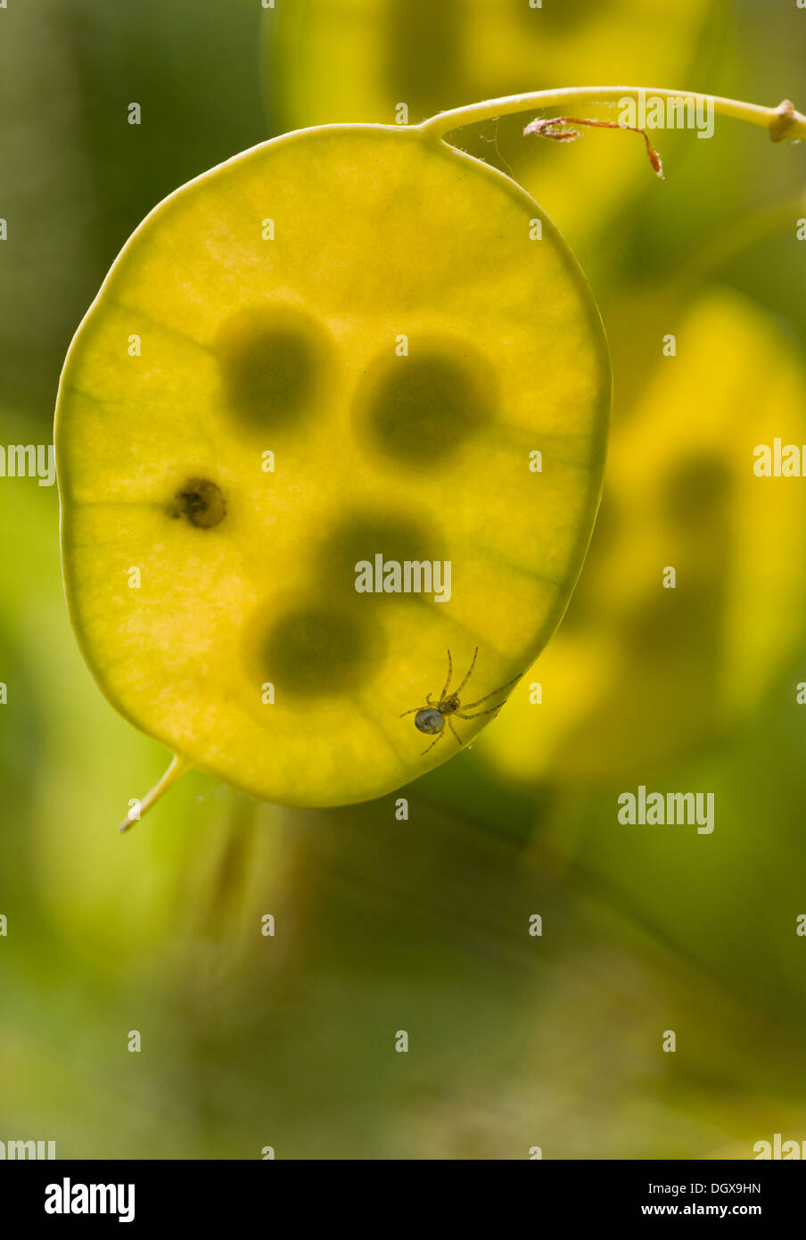 Samen-Leiter der Ehrlichkeit, Lunaria Annua, mit Spinne an. Garten. Stockfoto Samen-Leiter der Ehrlichkeit, Lunaria Annua, mit Spinne an. Garten. Stockfoto