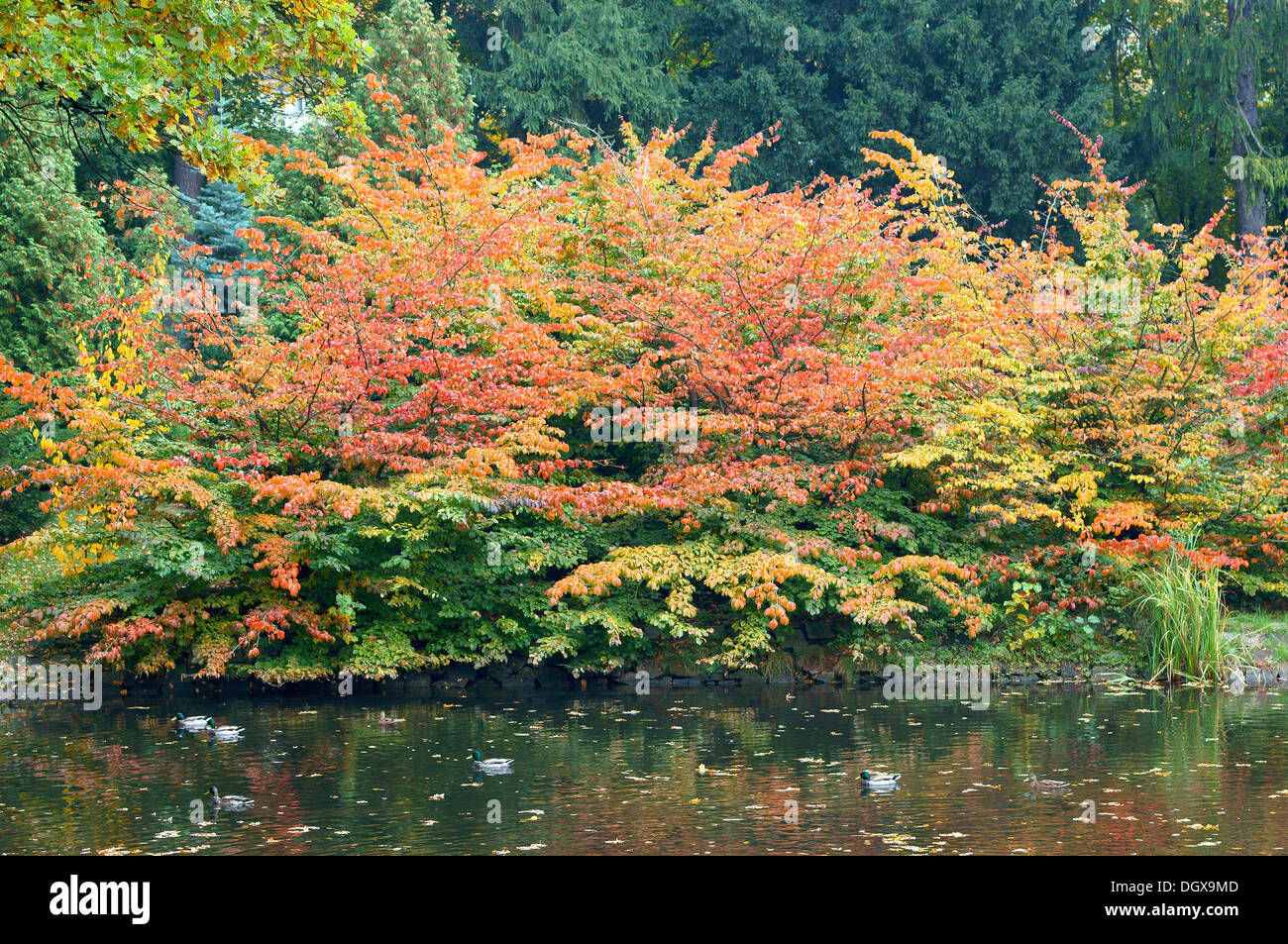 Rot gelb und grün Herbst Buche Bäume im ruhigen Wasser Fagus sylvatica Stockfoto