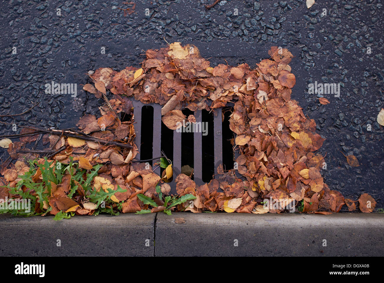 Am Straßenrand Abfluss abgedeckt im Herbstlaub Stockfoto